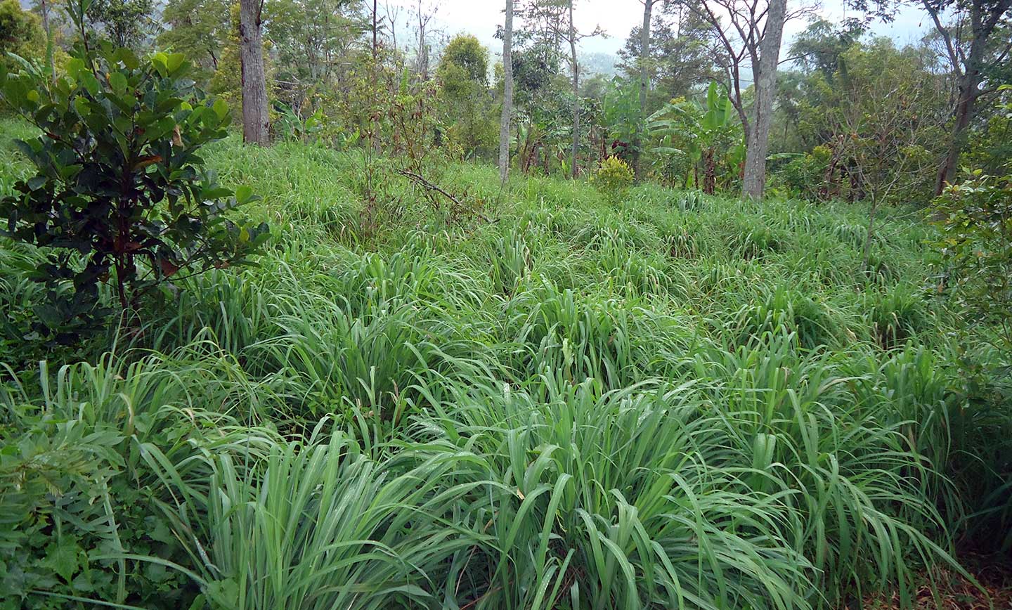 Citronella Java Oil Plantation and Distillation
