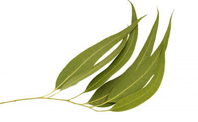 Eucalyptus Citriodora Oil - Essential Oils Company