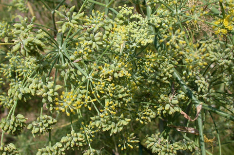 Fennel Seed Oil - Essential Oils Company