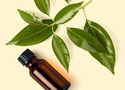 Ravintsara Essential Oil 