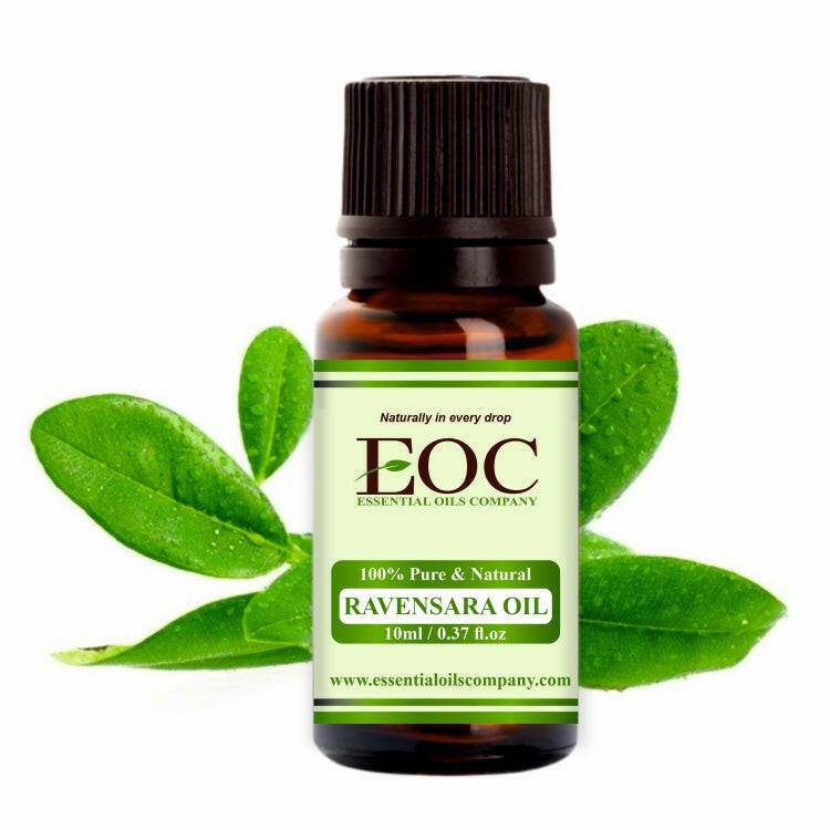 Ravensara Oil, Ravensara Oil Uses and Benefits, Ravensara Oil Wholesale ...