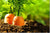 Carrot Seed Oil (high caratol) - Essential Oils Company