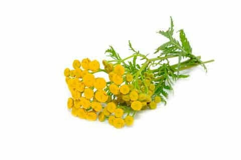 Blue Tansy Flower