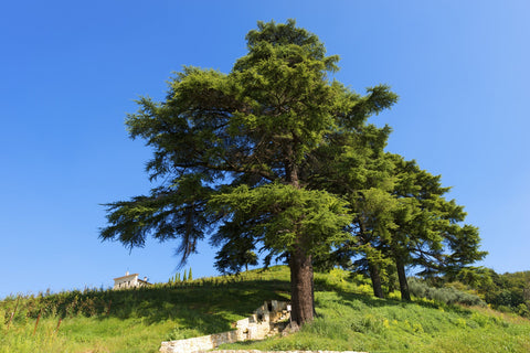Cedarwood Oil Himalayan tree