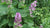 Clary Sage Oil - Essential Oils Company