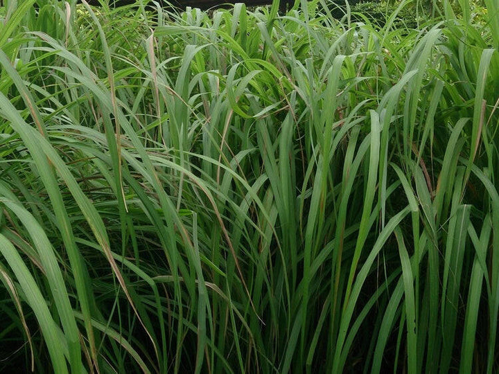 Citronella Oil - Essential Oils Company