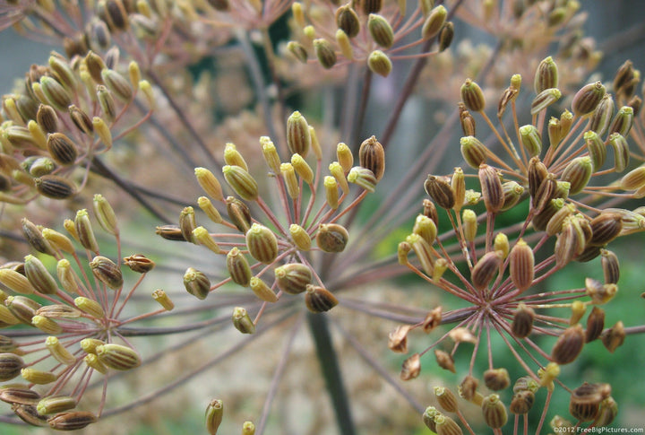 Dill Seed Oil - Essential Oils Company