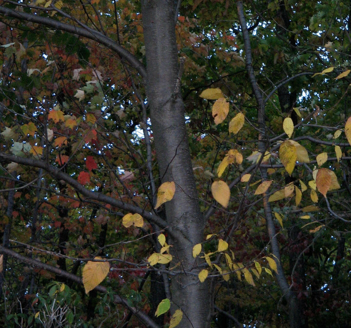 Birch Sweet Oil - Essential Oils Company