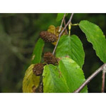 Birch Sweet Oil - Essential Oils Company