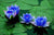 Blue Lotus Absolute | R. K. Essential Oils Company