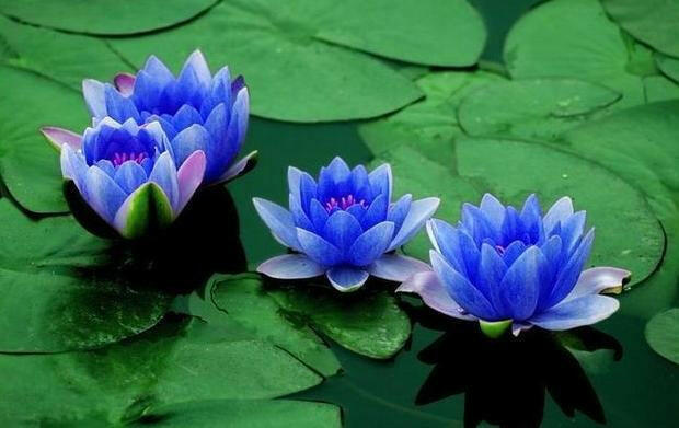 Blue Lotus hydrosol - Essential Oils Company