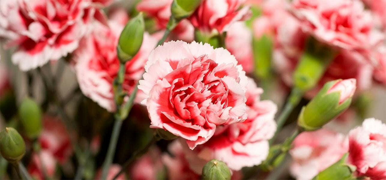 Carnation Absolute, Buy 100% Pure Carnation Absolute – Essential Oils ...