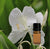 Ginger Lily Absolute - R. K. Essential Oils Company, India