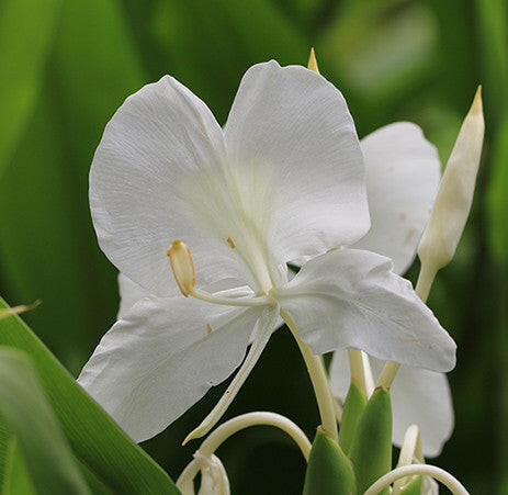 white ginger lily pure essential oil Ginger Lily, Ginger Lily Absolute Uses and Benefits, Ginger Lily Wholesale – Essential Oils Company
