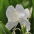 Ginger Lily Absolute - Essential Oils Company
