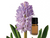 Hyacinth Absolute - R. K. Essential Oils Company, India