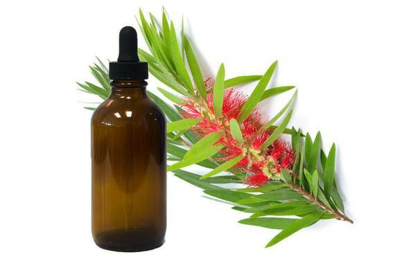 Niaouli Oil - Essential Oils Company