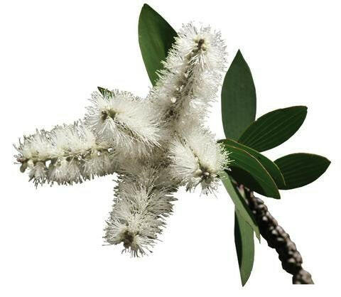 Niaouli Oil - Essential Oils Company