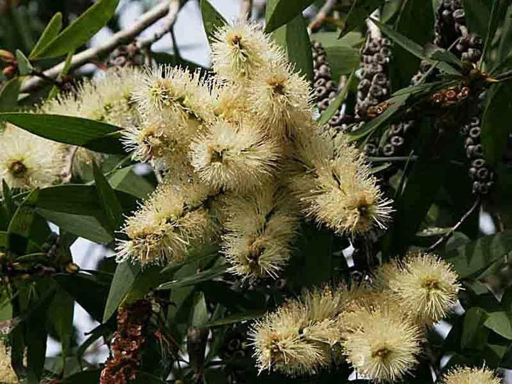 Niaouli Oil - Essential Oils Company