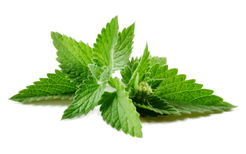 Peppermint Oil - Essential Oils Company