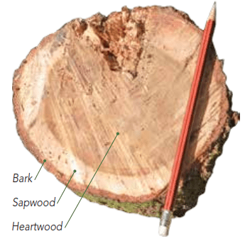 Sandalwood Heartwood