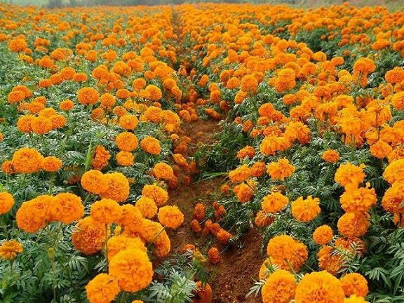 Tagetes oil - Essential Oils Company