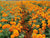 Tagetes oil - Essential Oils Company