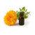 Tagetes oil - Essential Oils Company