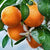 Tangerine Oil - Essential Oils Company