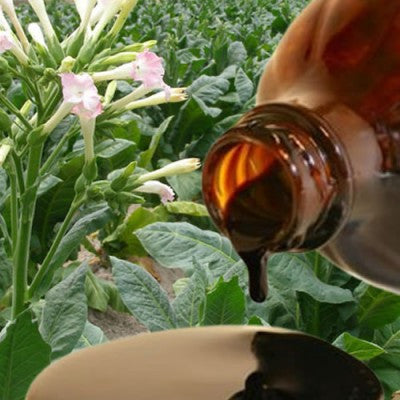 Tobacco (Zarda) Absolute - Essential Oils Company