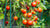 Tomato Seed Oil - Essential Oils Company